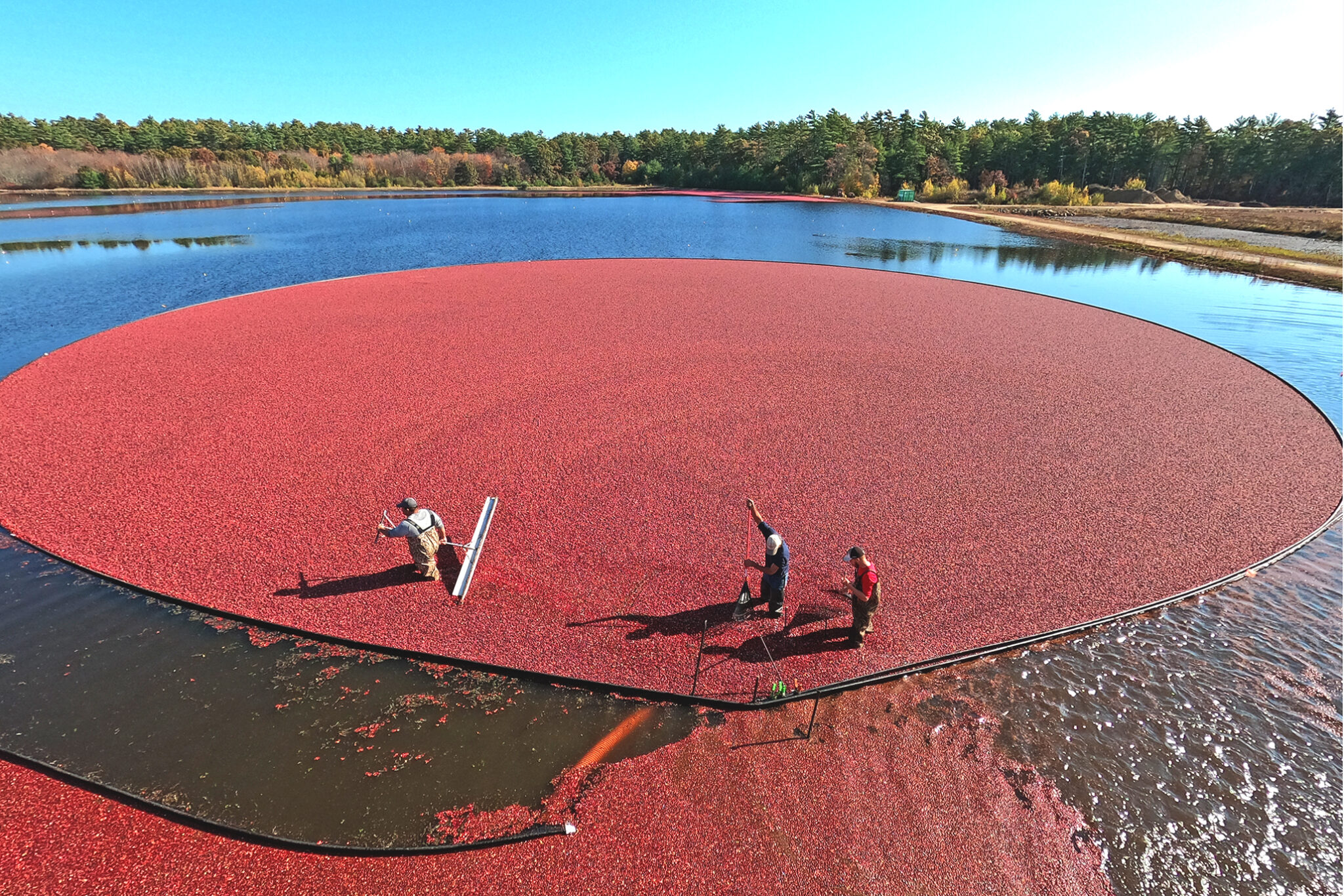 Cranberry Industry Forecasts 2022 Crop McGrathPR