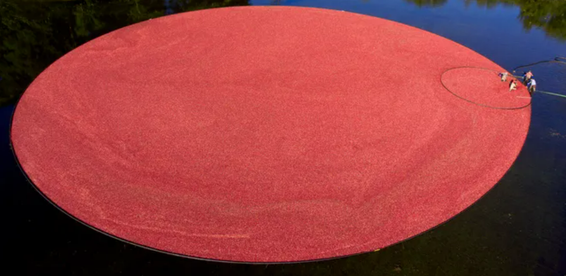 Want to take a cranberry bog tour on Cape Cod? Here are some sweet