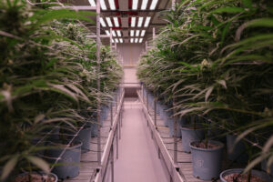 Elevated Roots' cultivation room