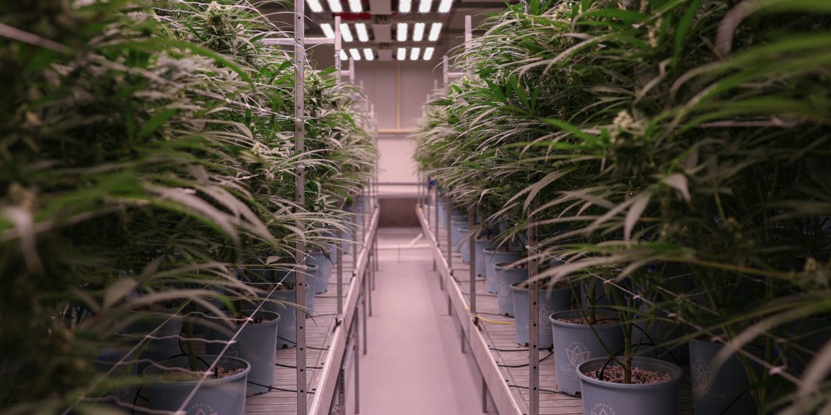 Elevated Roots' cultivation room