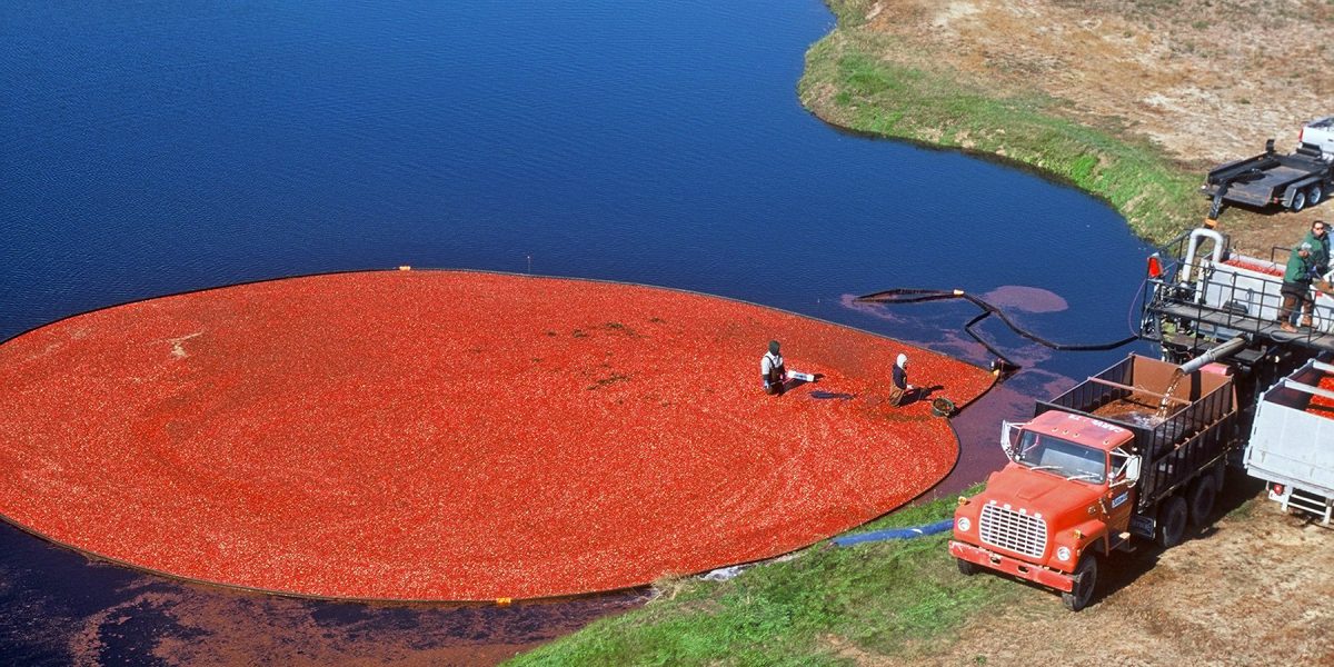 An aerial image of a wet cranberry harvest in Massachusetts, image courtesy of Cape Cod Cranberry Growers' Association