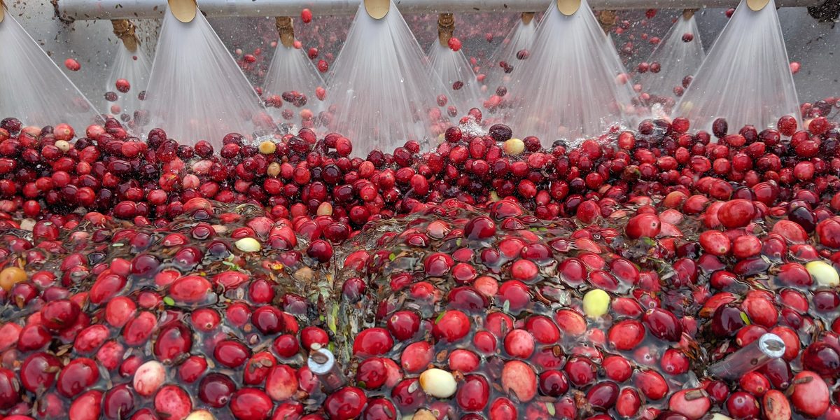 Cranberries being collected by farming equipment during a wet harvest, courtesy image